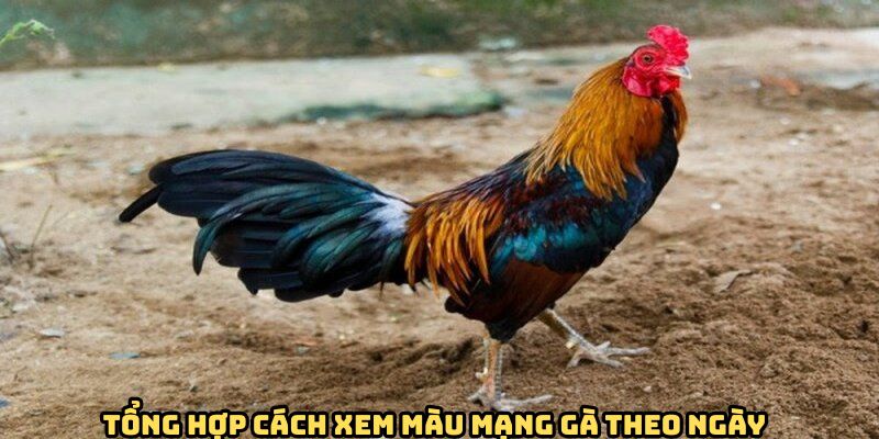 Cách xem màu mạng gà đá cựa sắt Kim
