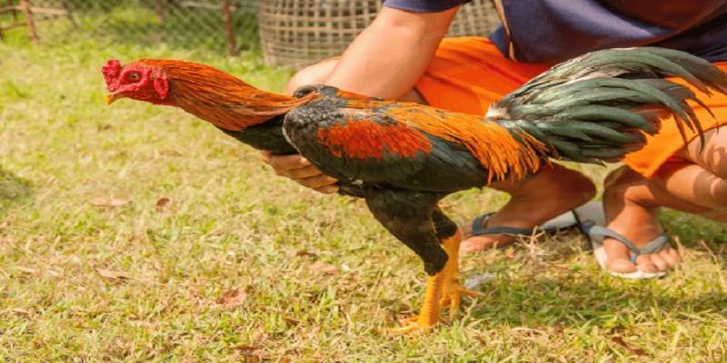 Định nghĩa cơ bản về màu mạng đá gà